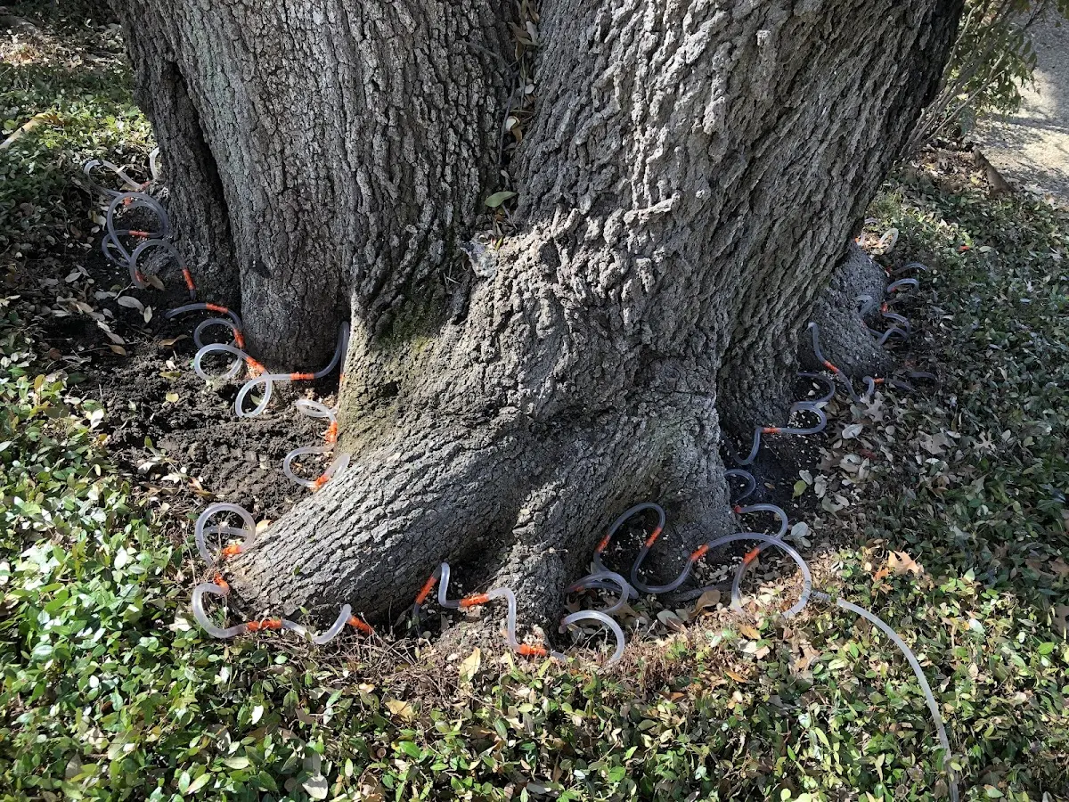Detailed Tree Cabling and Bracing job site in Jersey