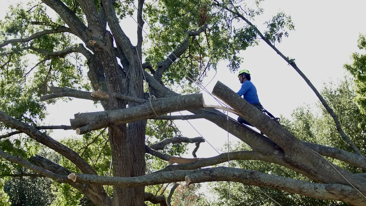 Professional Crown Thinning performed by certified arborists in Jersey