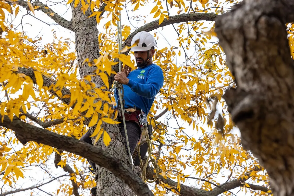 Skilled Tree Planing crew working in Jersey