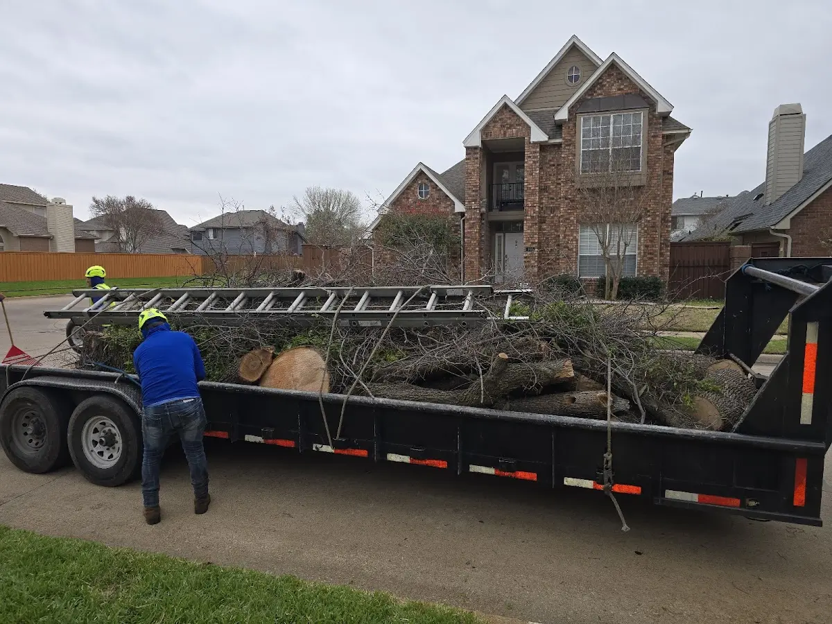 Expert Tree Removal with proper safety equipment in Jersey